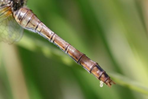 Sympetrum sanguineum
